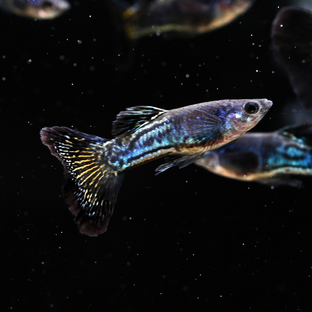 Black Metal Snakeskin Guppy | Poecilia Reticulata