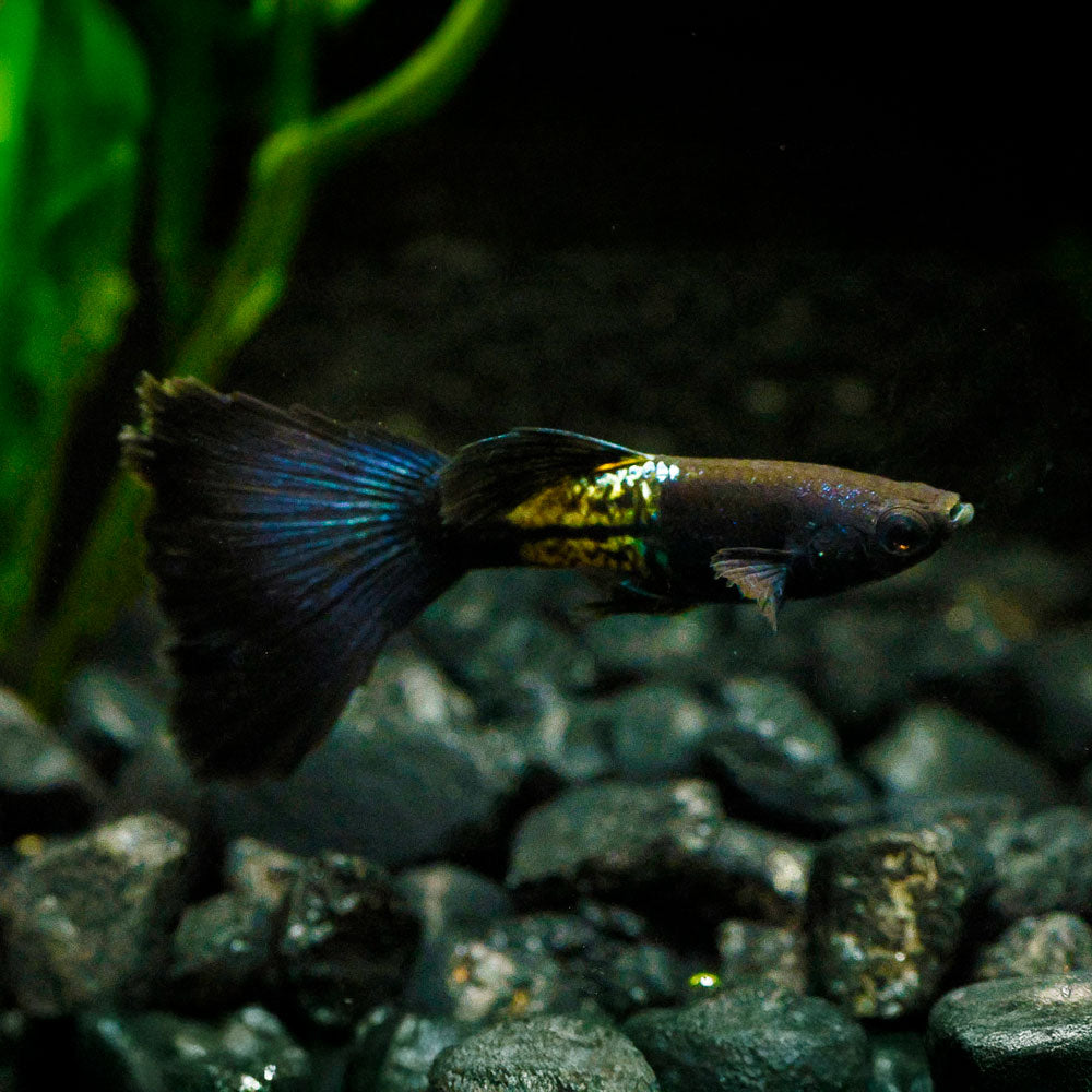 Black Metal Guppy fish swimming in an aquarium with gravel and plants