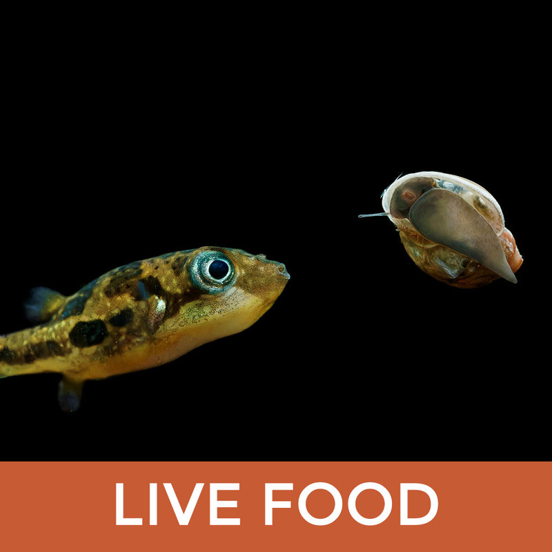 Shop Freshwater Aquatic Snails for Sale Top Aquarium Snail Collection