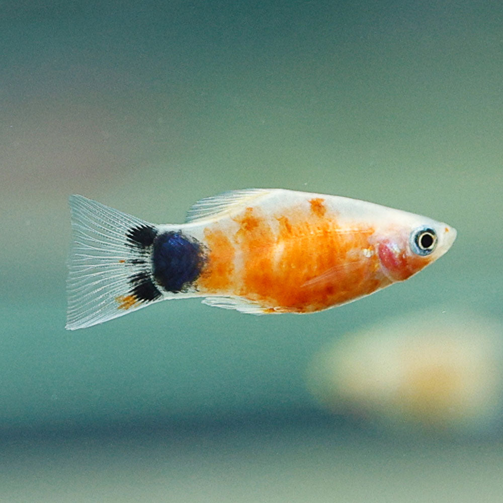 Bleeding Heart Platy
