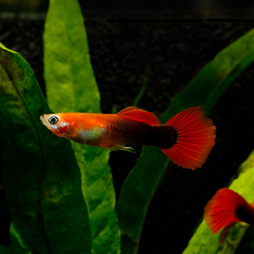 Blonde Tuxedo Guppy