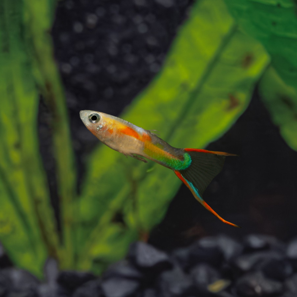 Blonde Endler’s Livebearer swimming in a tank with plants in the background