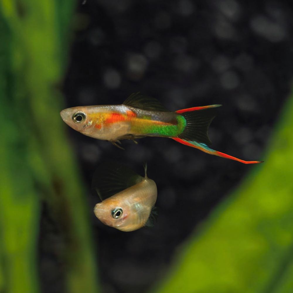 Blonde Endler’s Livebearer | Poecilia wingei