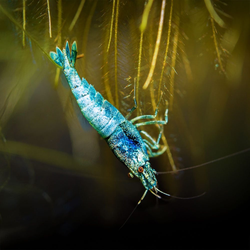 Blue Bolt Shrimp | Regular or Mostly Blue