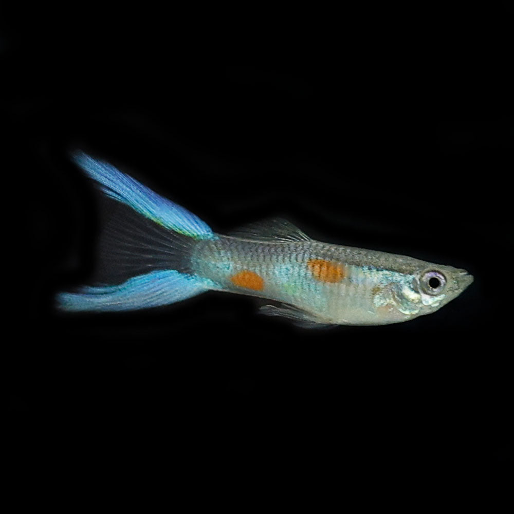 Blue Lyretail Guppy