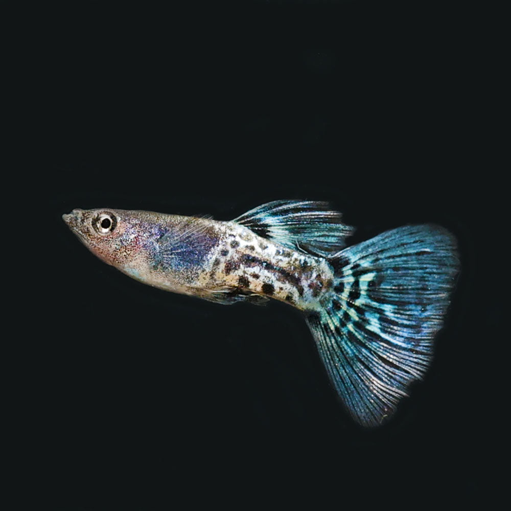 Metal Blue Lace Guppy | Poecilia Reticulatus
