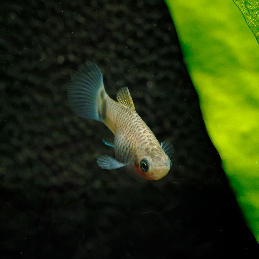 Blue Mickey Mouse Platy | Xiphophorus maculatus