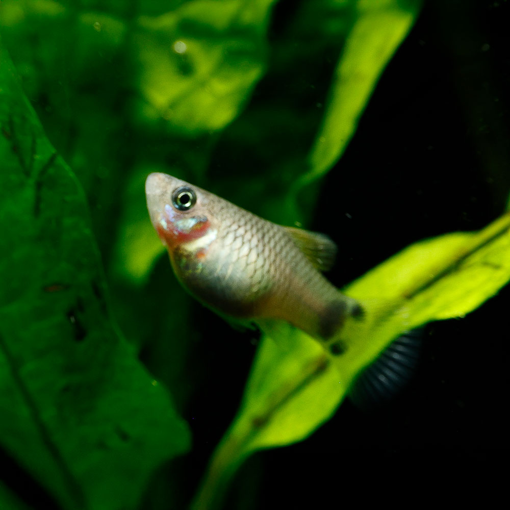 Blue Mickey Mouse Platy | Xiphophorus maculatus
