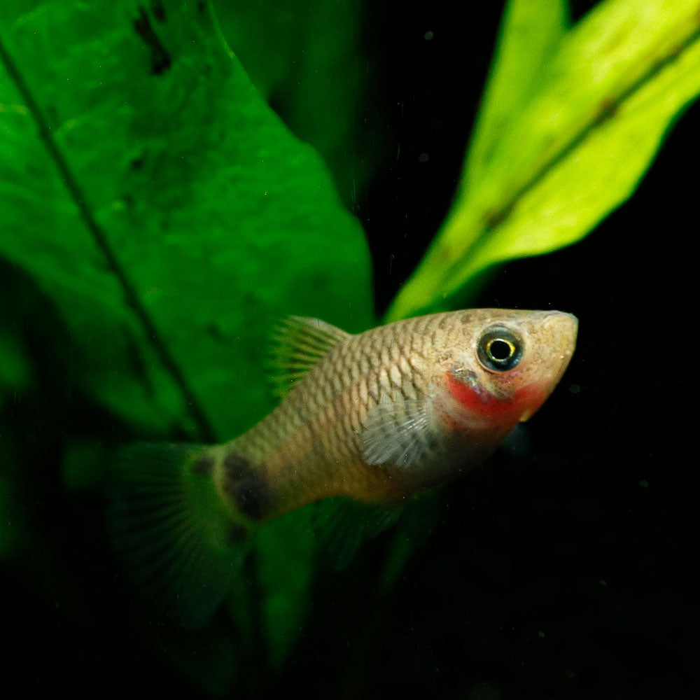 Blue Mickey Mouse Platy | Xiphophorus maculatus