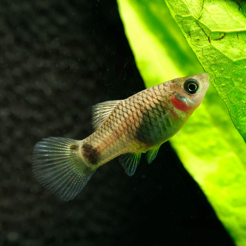 Blue Mickey Mouse Platy