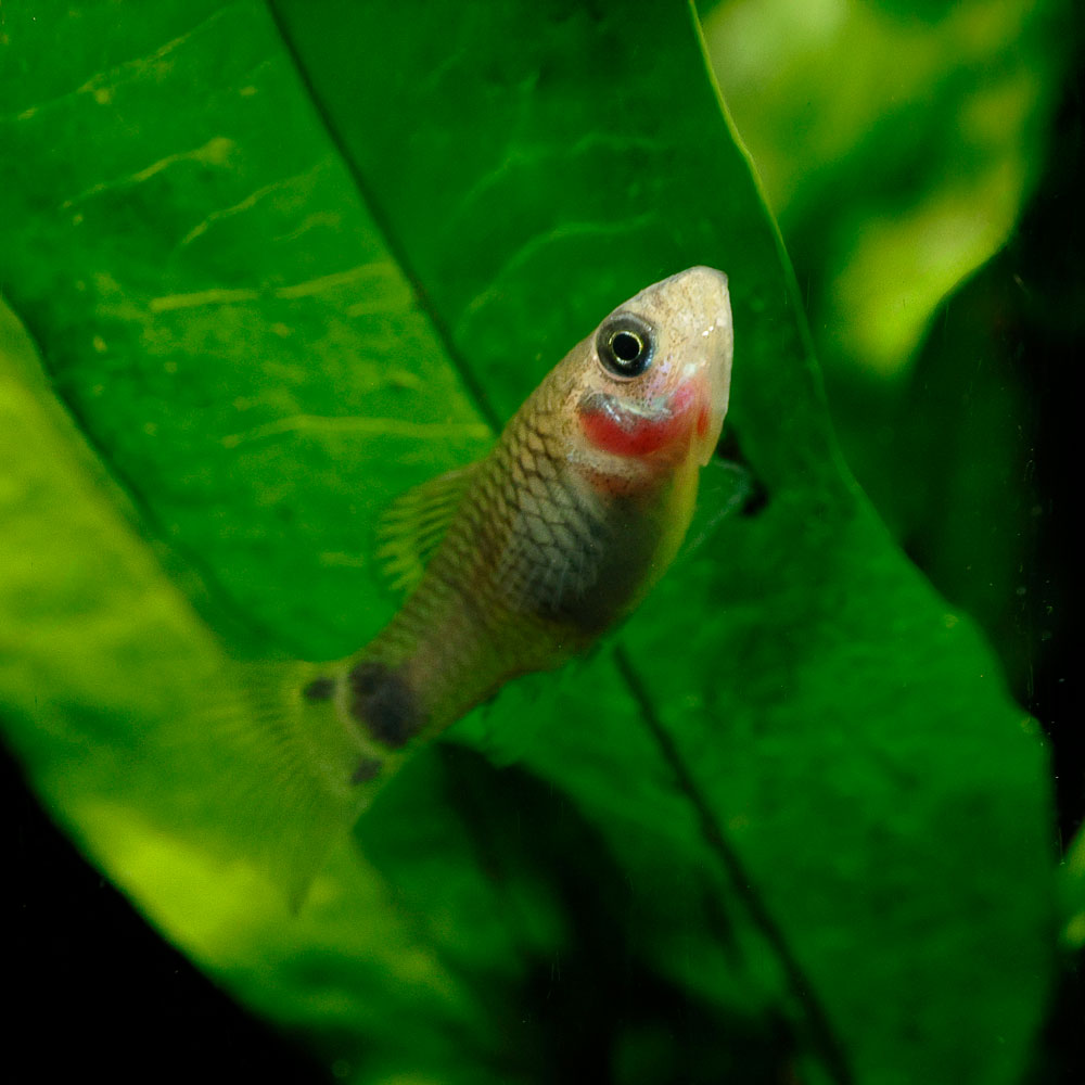 Blue Mickey Mouse Platy | Xiphophorus maculatus