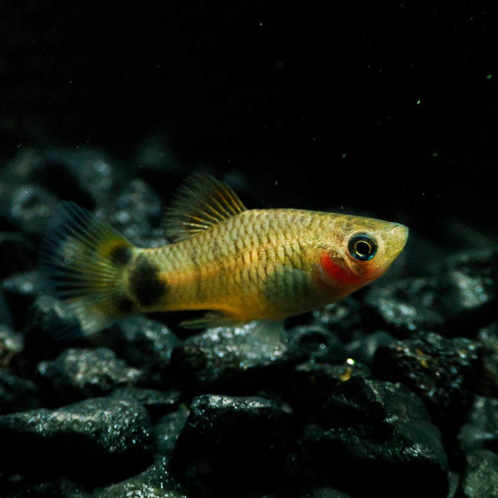Blue Mickey Mouse Platy | Xiphophorus maculatus