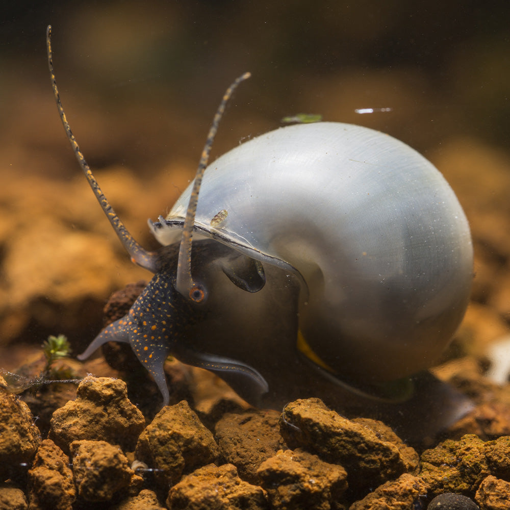 3 Blue Mystery Snails
