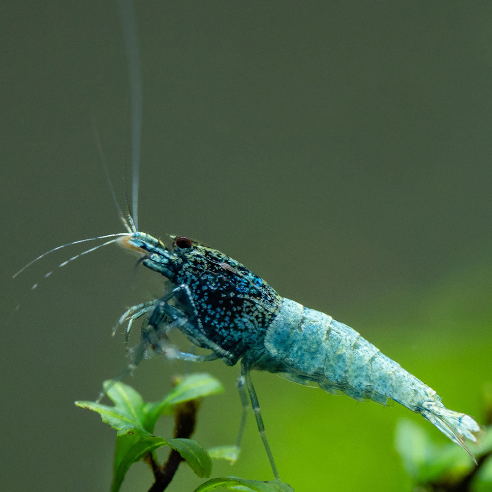 Blue Steel Shrimp