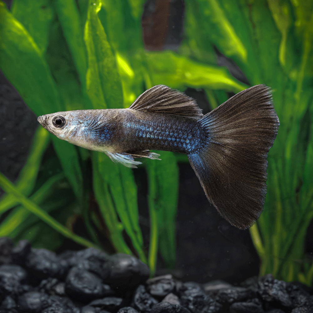 Blue Tarzan Guppy
