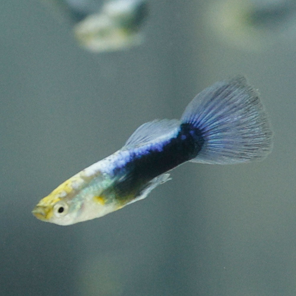 Blue Turquoise Guppy