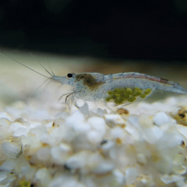 Blue Velvet Shrimp | Blue Velvet Shrimp for Sale - Flip Aquatics