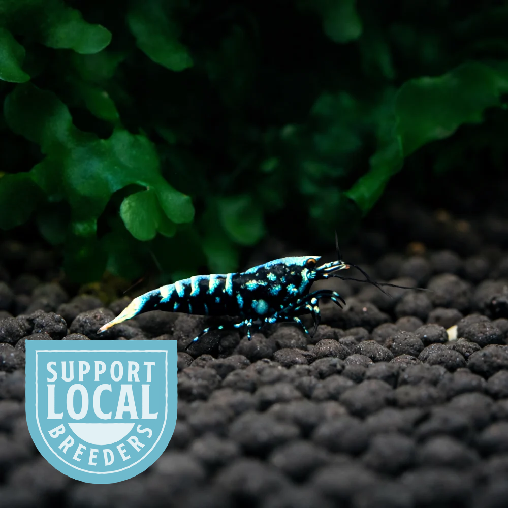 Locally bred Blue BOA Caridina shrimp