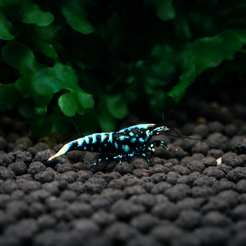 Blue BOA Shrimp on black gravel with green plants in the background