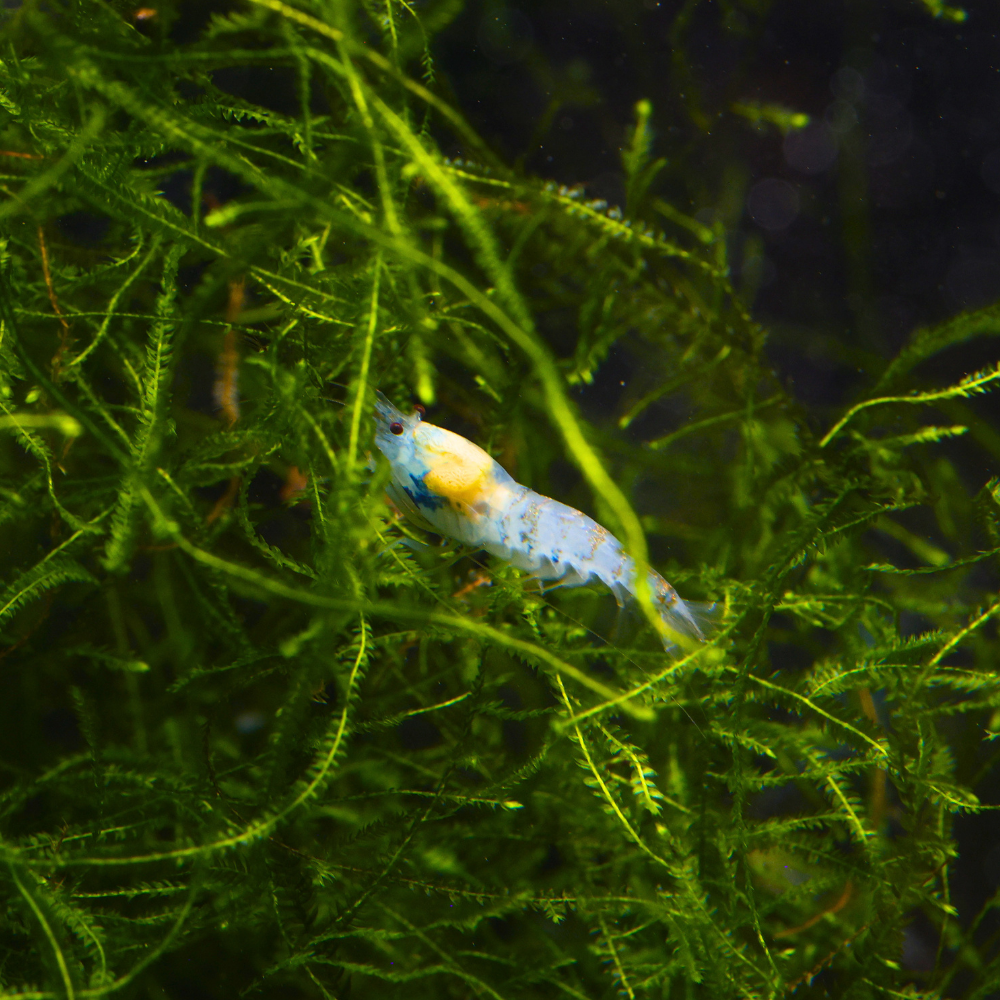 Blue Calceo Shrimp