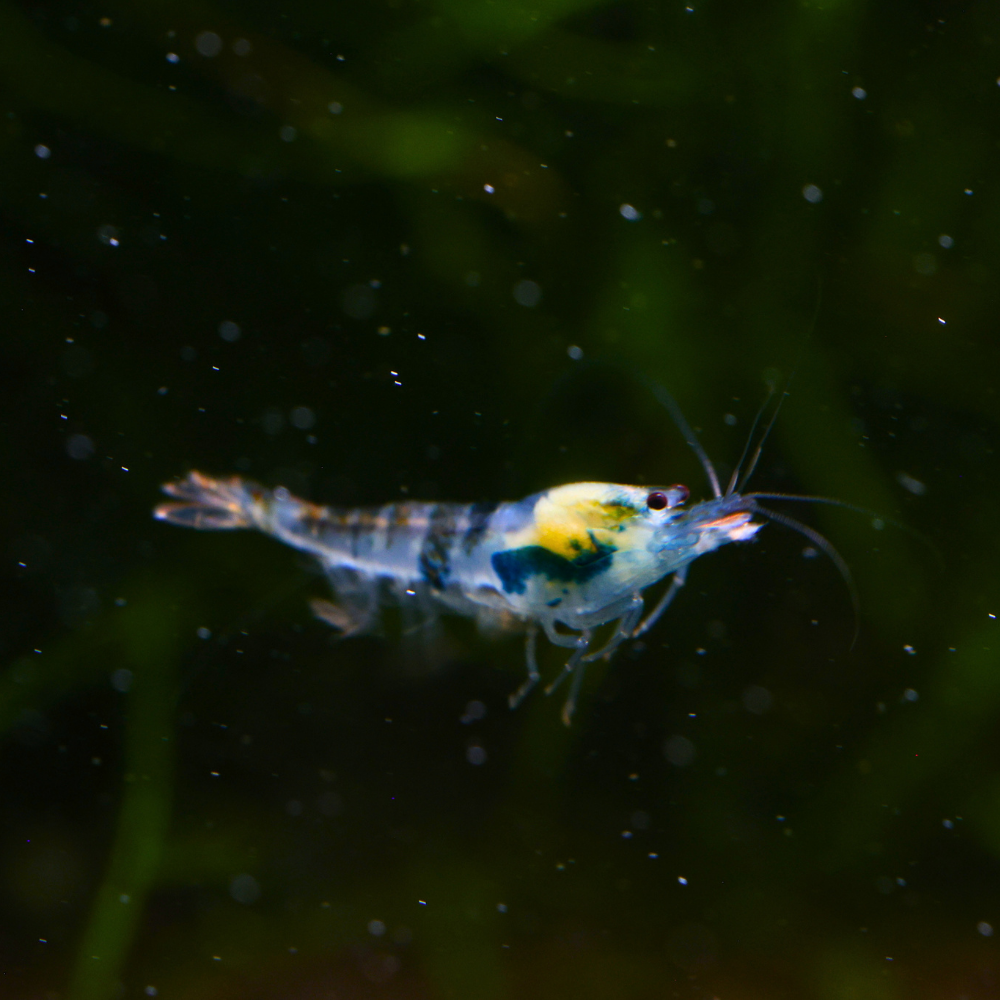 Blue Calceo Shrimp