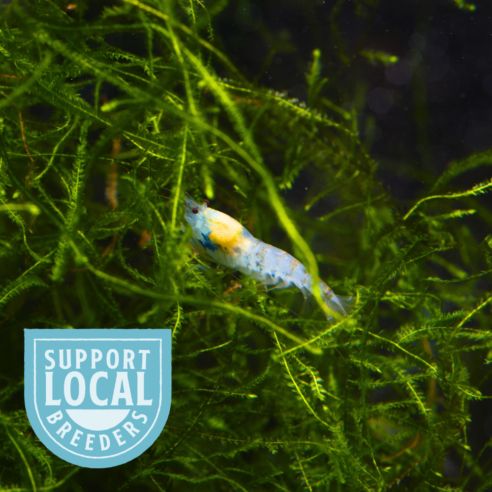 Blue Calceo Shrimp