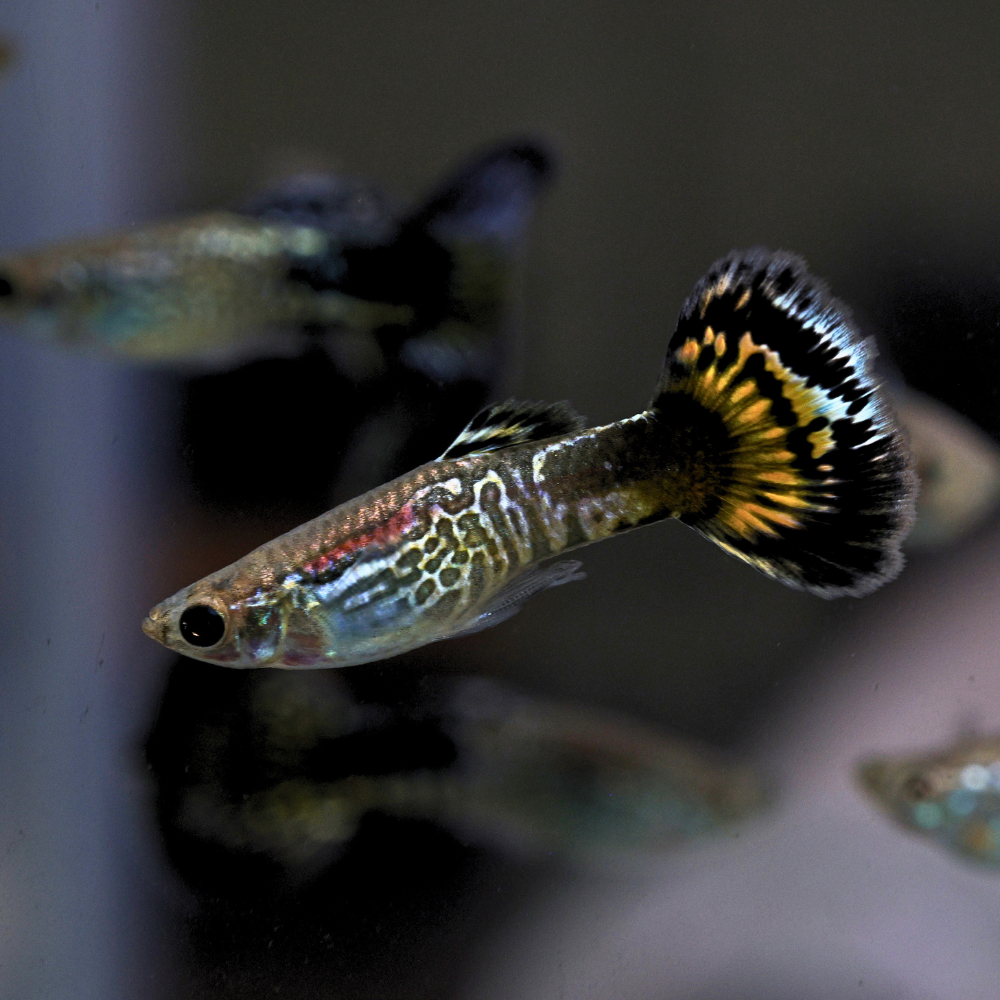 Blue Mosaic Snakeskin Guppy