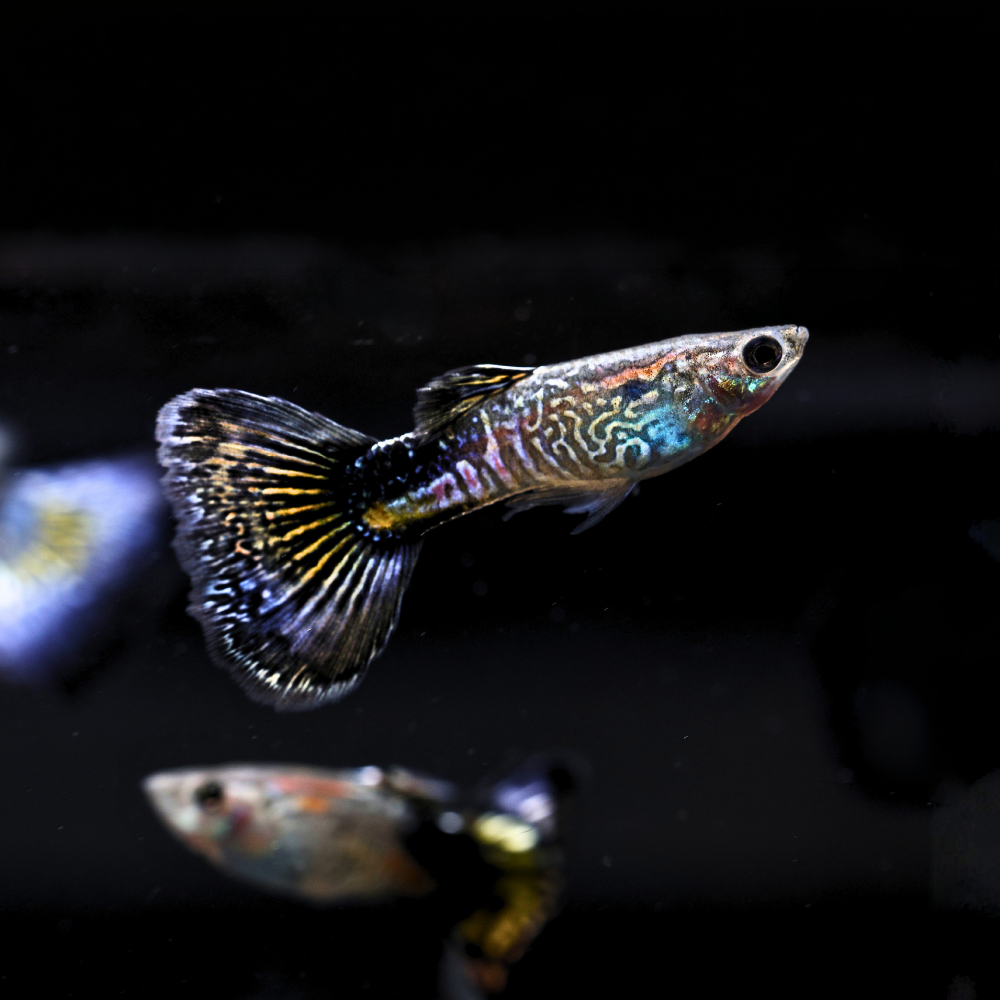 Blue Mosaic Snakeskin Guppy swimming in aquarium