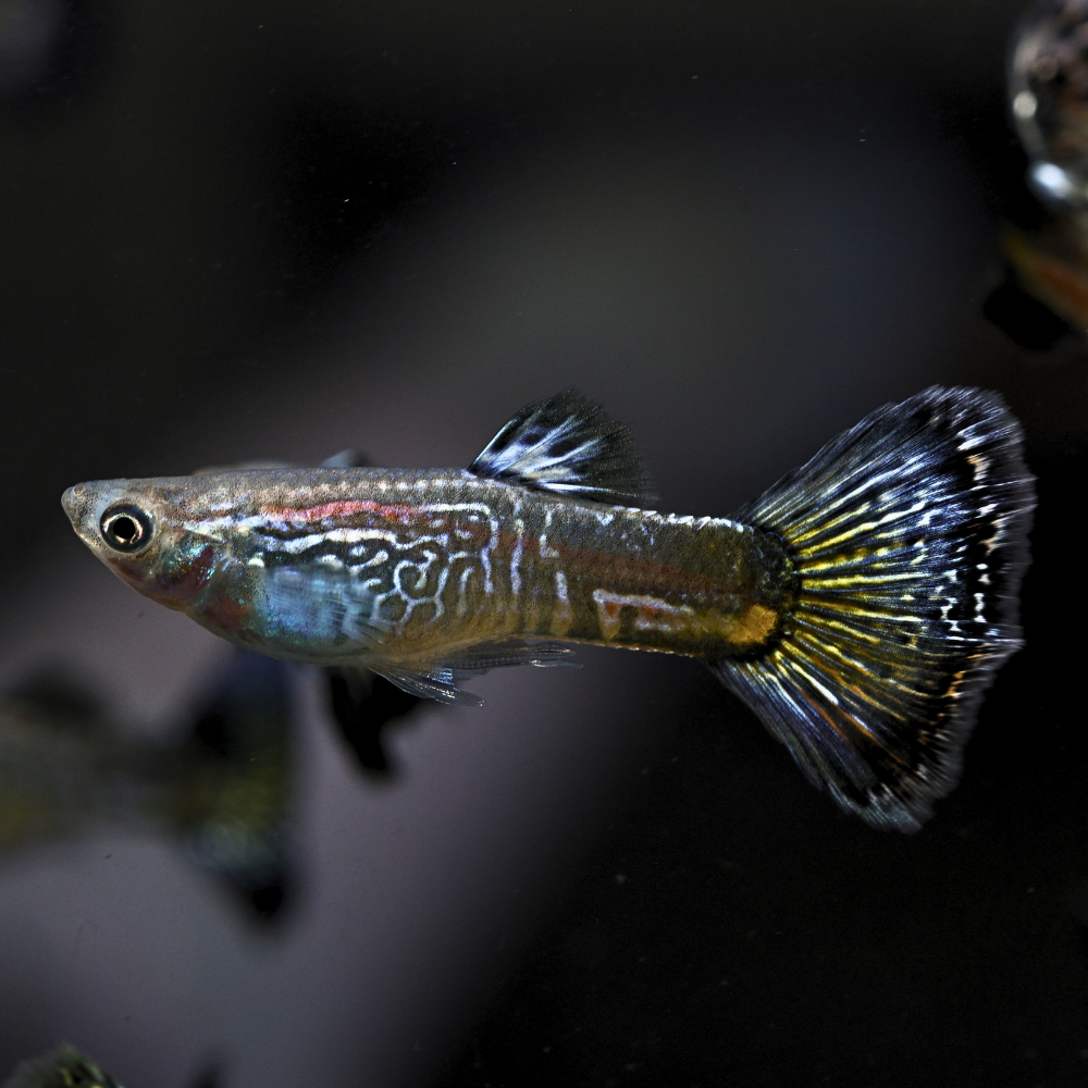 Blue Mosaic Snakeskin Guppy