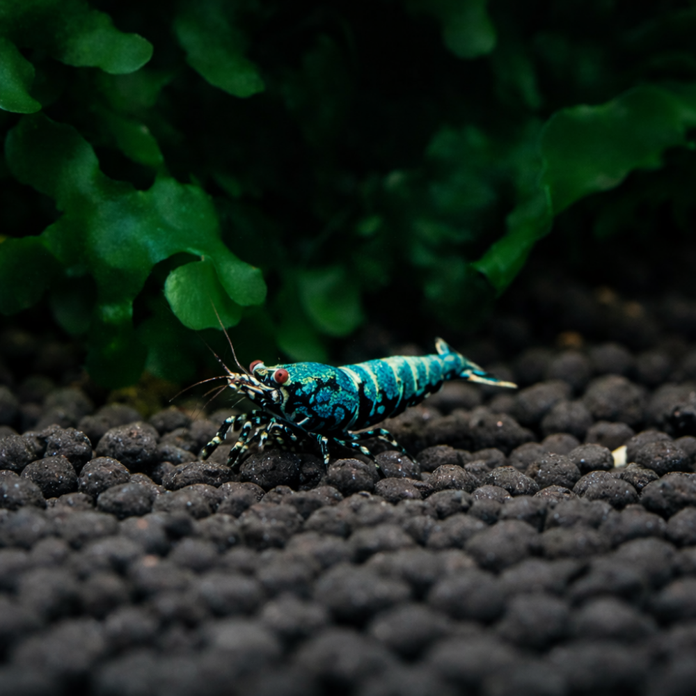 Blue Snowflake Caridina Shrimp on black gravel with green plants in the background