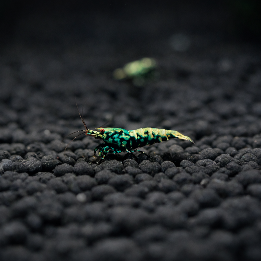Blue Snowflake Caridina Shrimp on Dark substrate 