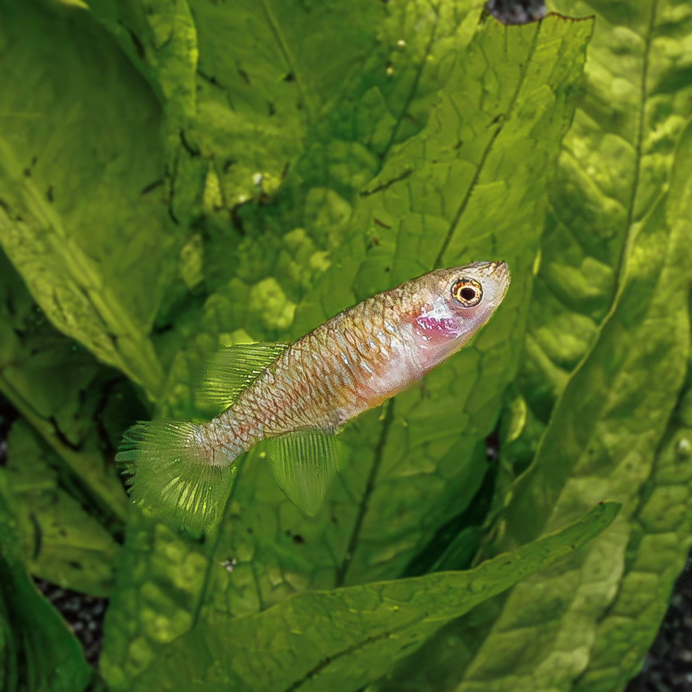 Female Bluefin Notho fish swimming in an aquarium