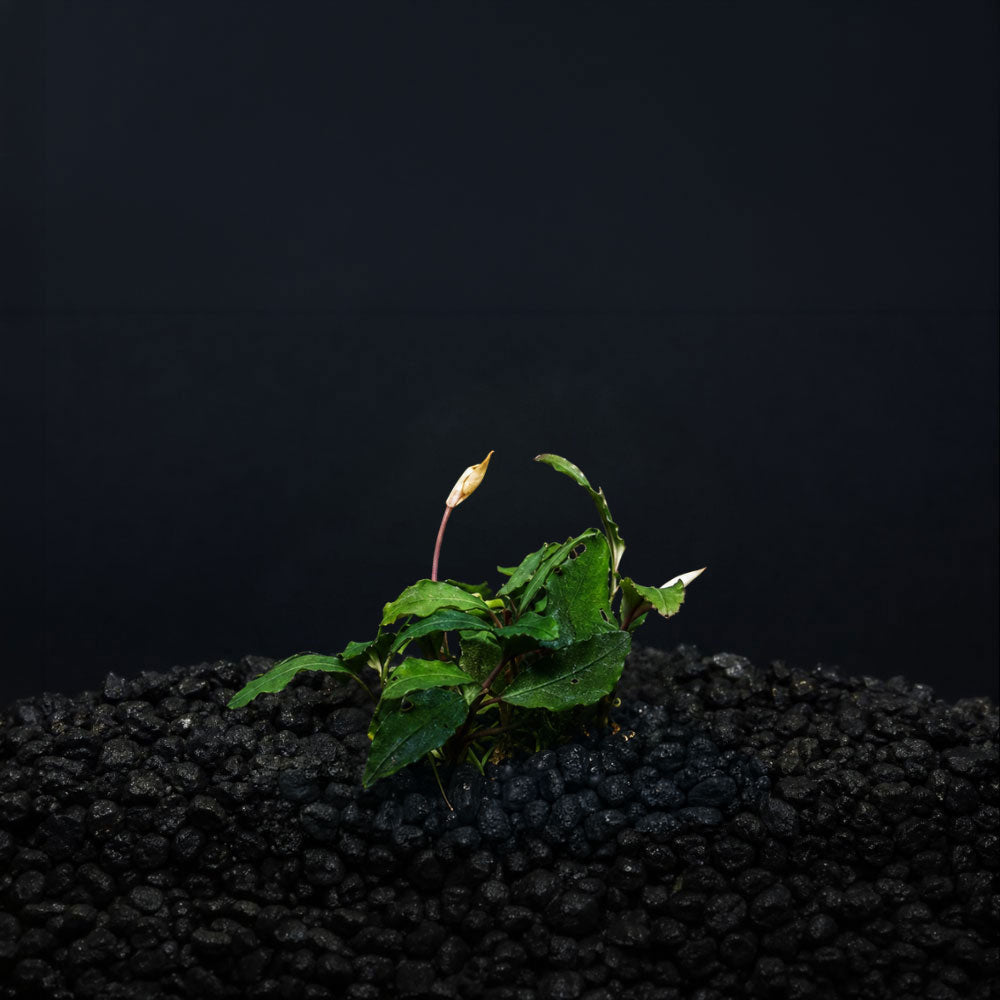 Bucephalandra Theia planted in an aquarium 