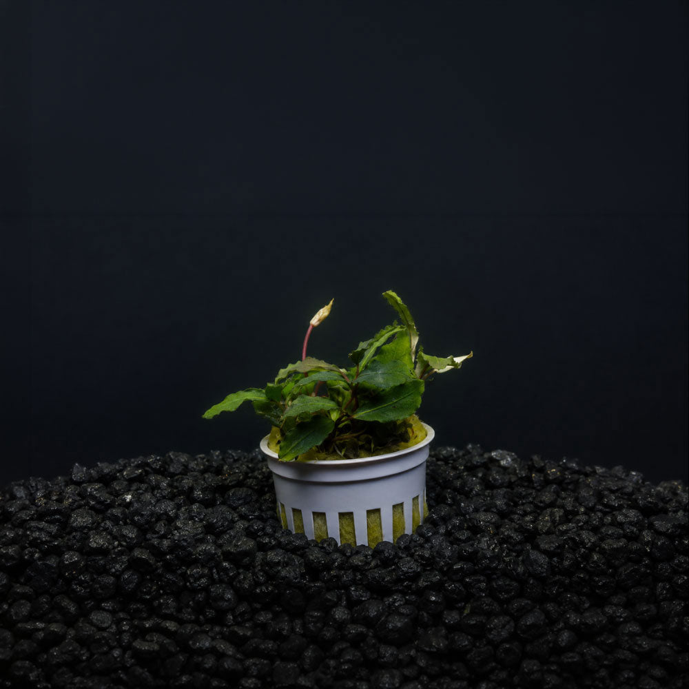 Bucephalandra Theia Potted sitting in an aquarium with a black background in black gravel substrate 
