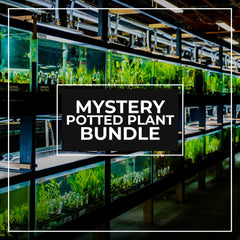 bulk buy indoor plants Bulk Aquatic Plants for Sale