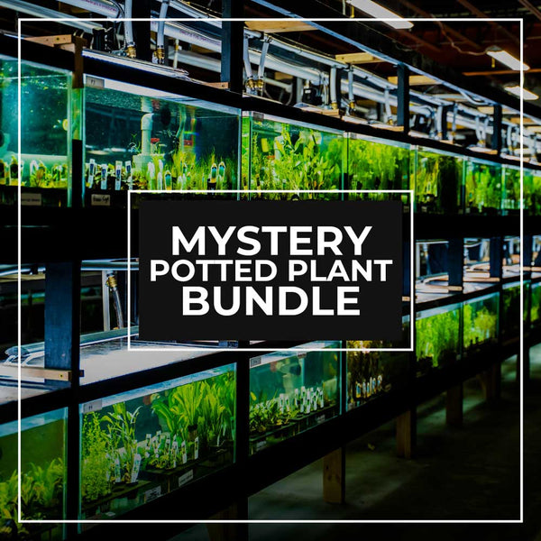 Bulk Aquatic Plants for Sale