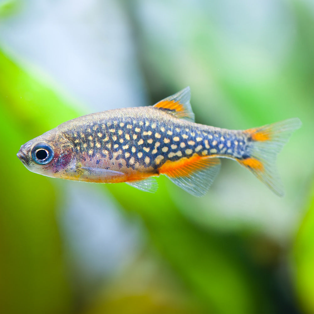 Celestial Pearl Danio Enchanting Galaxy Rasbora For Nano Aquariums celestial-pearl-danio-enchanting-galaxy-rasbora-for-nano-aquariums