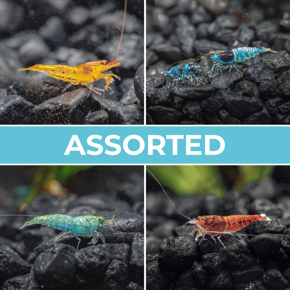 Assorted colorful caridina shrimp on dark gravel with 'ASSORTED' text overlay.