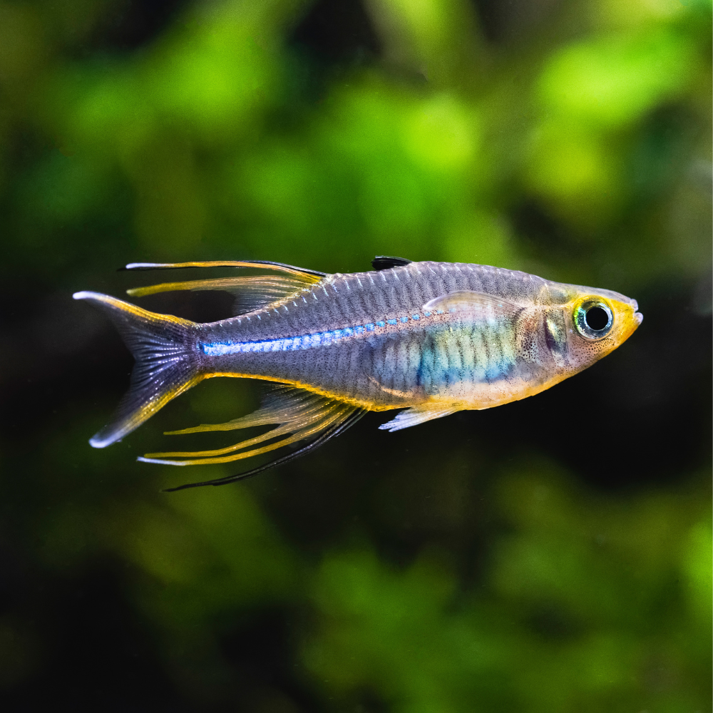Boesemani Rainbowfish