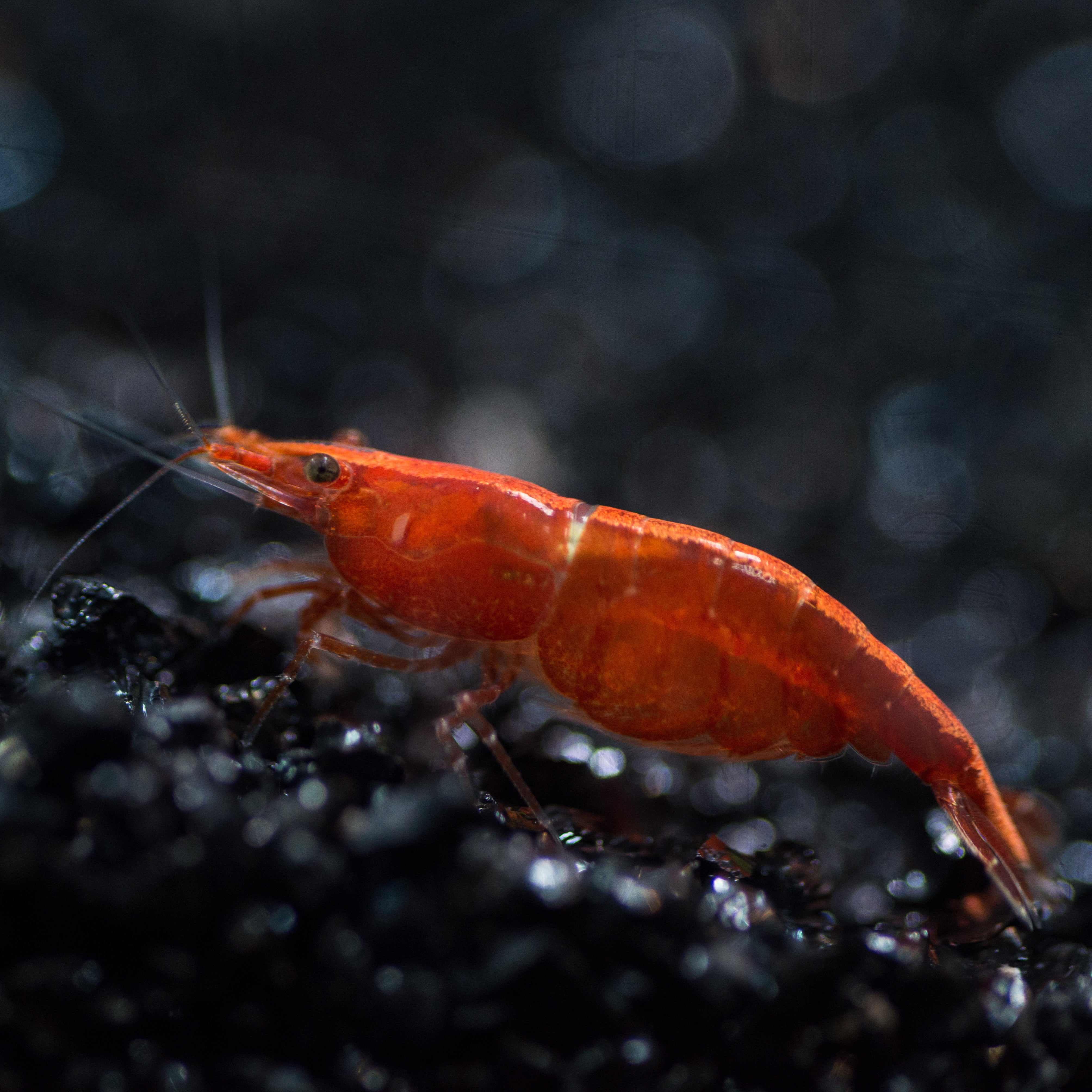 10+2 Fire Red Cherry Neocaridina Shrimp – Live Guarantee – Freshwater, Beginner-Friendly