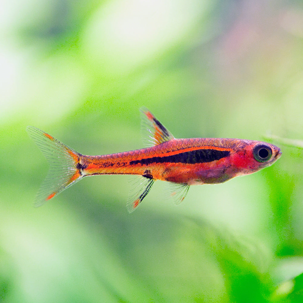 Chilly Rasbora Chili Rasbora: Vibrant Nano Fish for Shrimp Tanks - Flip Aquatics