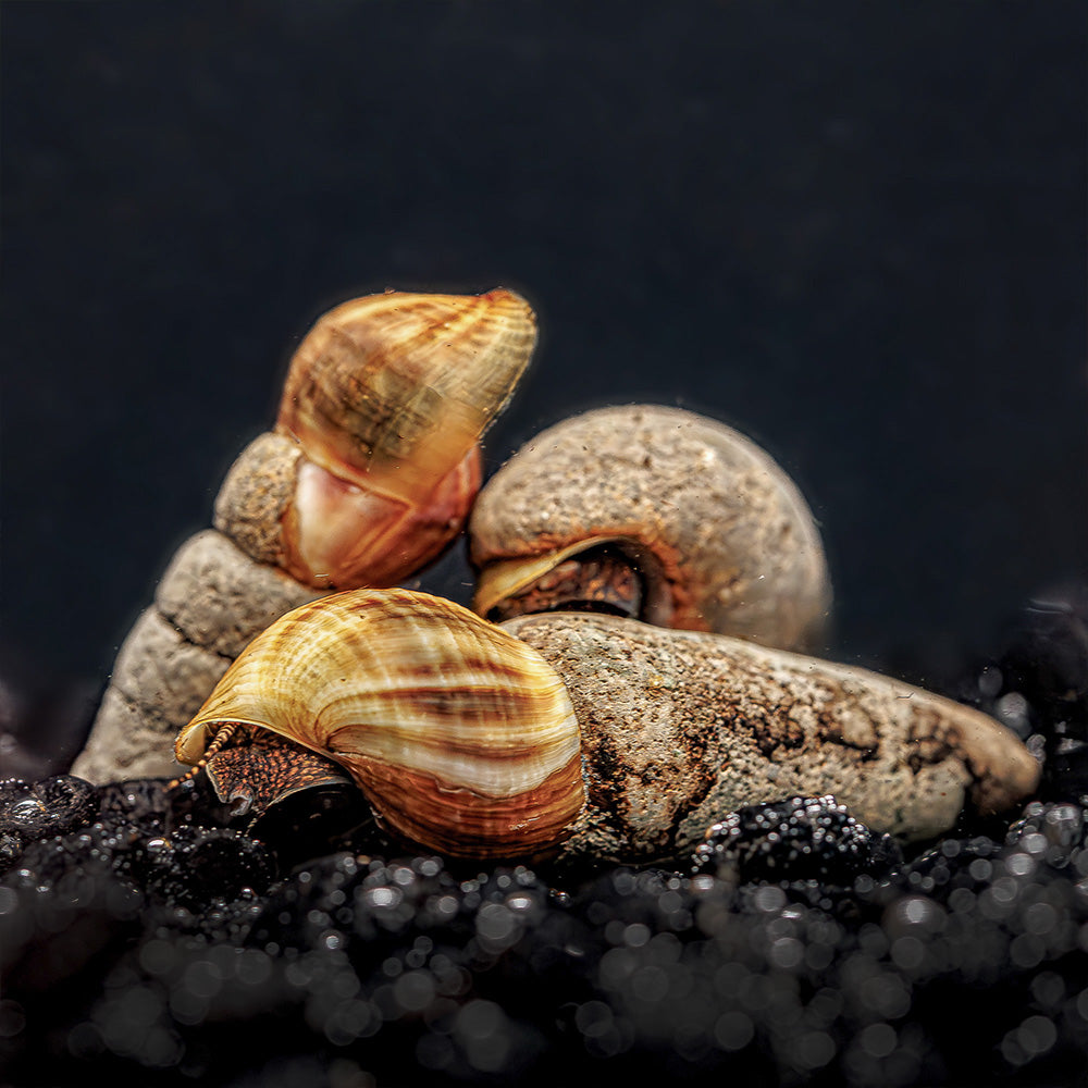 Chocolate Rabbit Snails