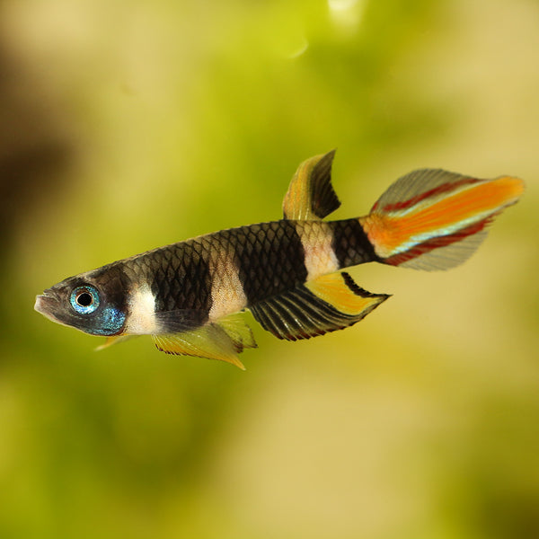 Clown Killifish Epiplatys Annulatus Flip Aquatics