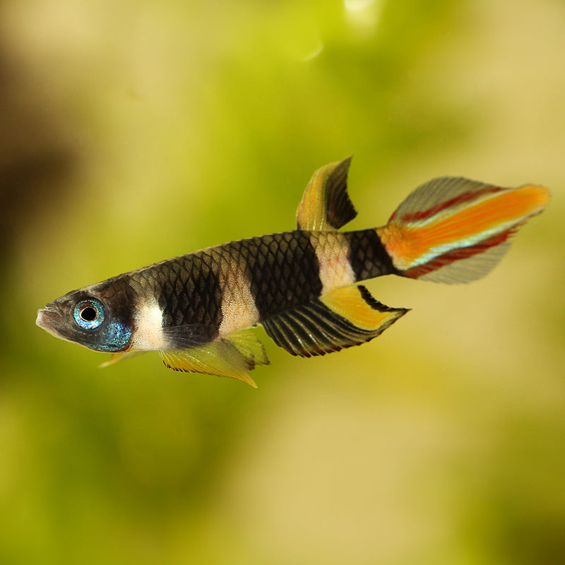 Clown Killifish | Epiplatys Annulatus - Flip Aquatics