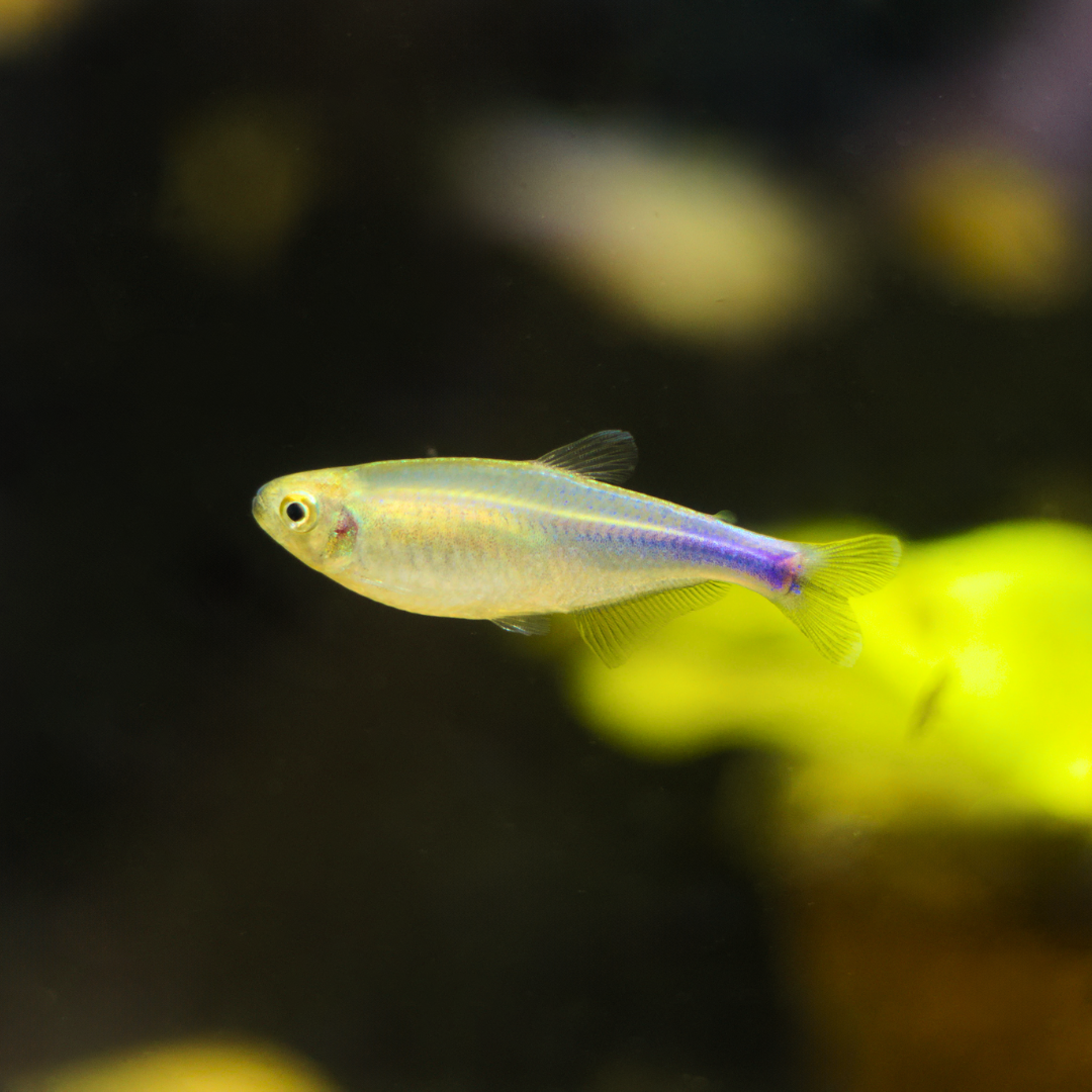 Cochu&#39;s Blue Tetra | Boehlkea fredcochui