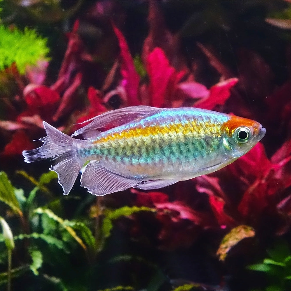 Congo Tetra