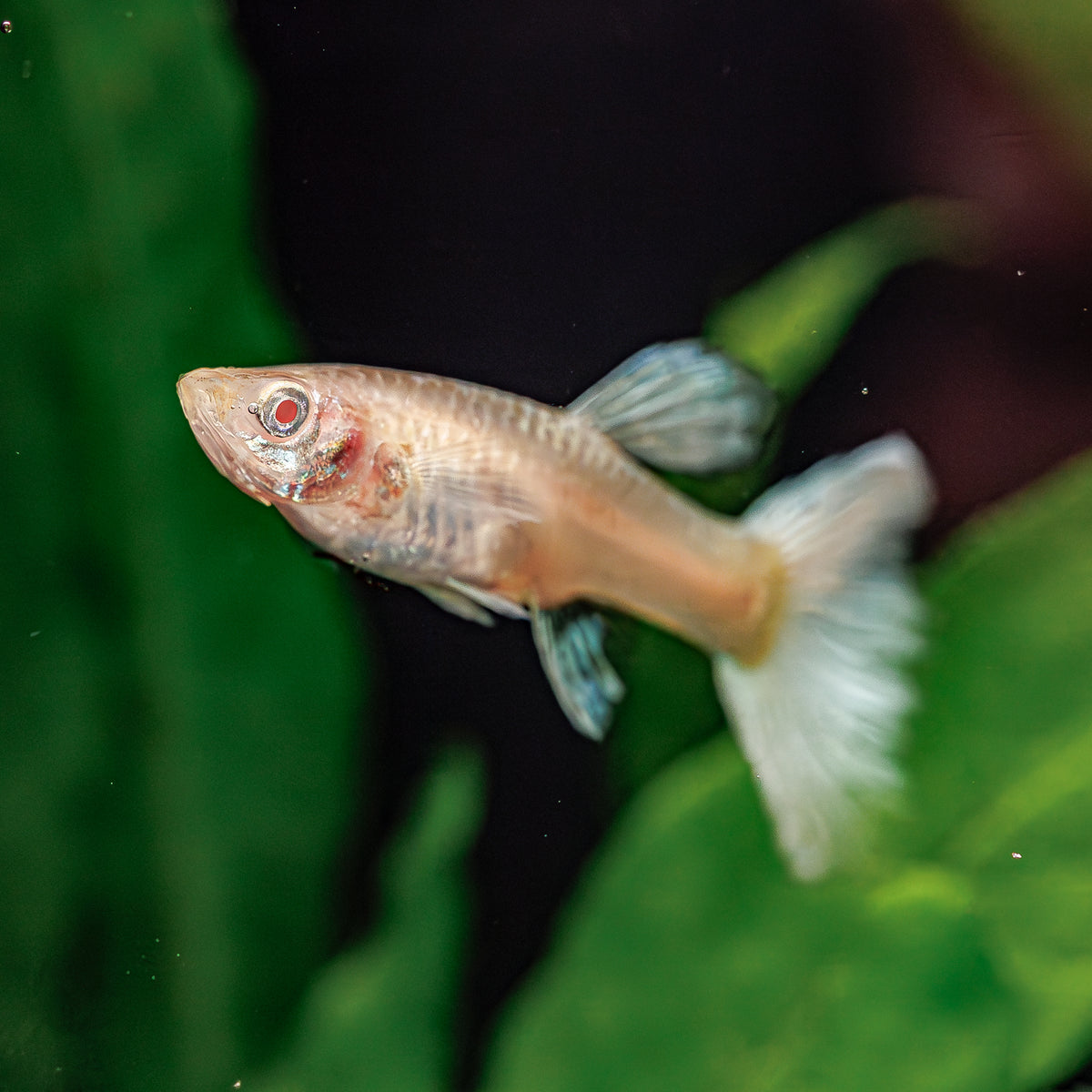 Albino Full Platinum Guppy | Poecilia Reticulatus