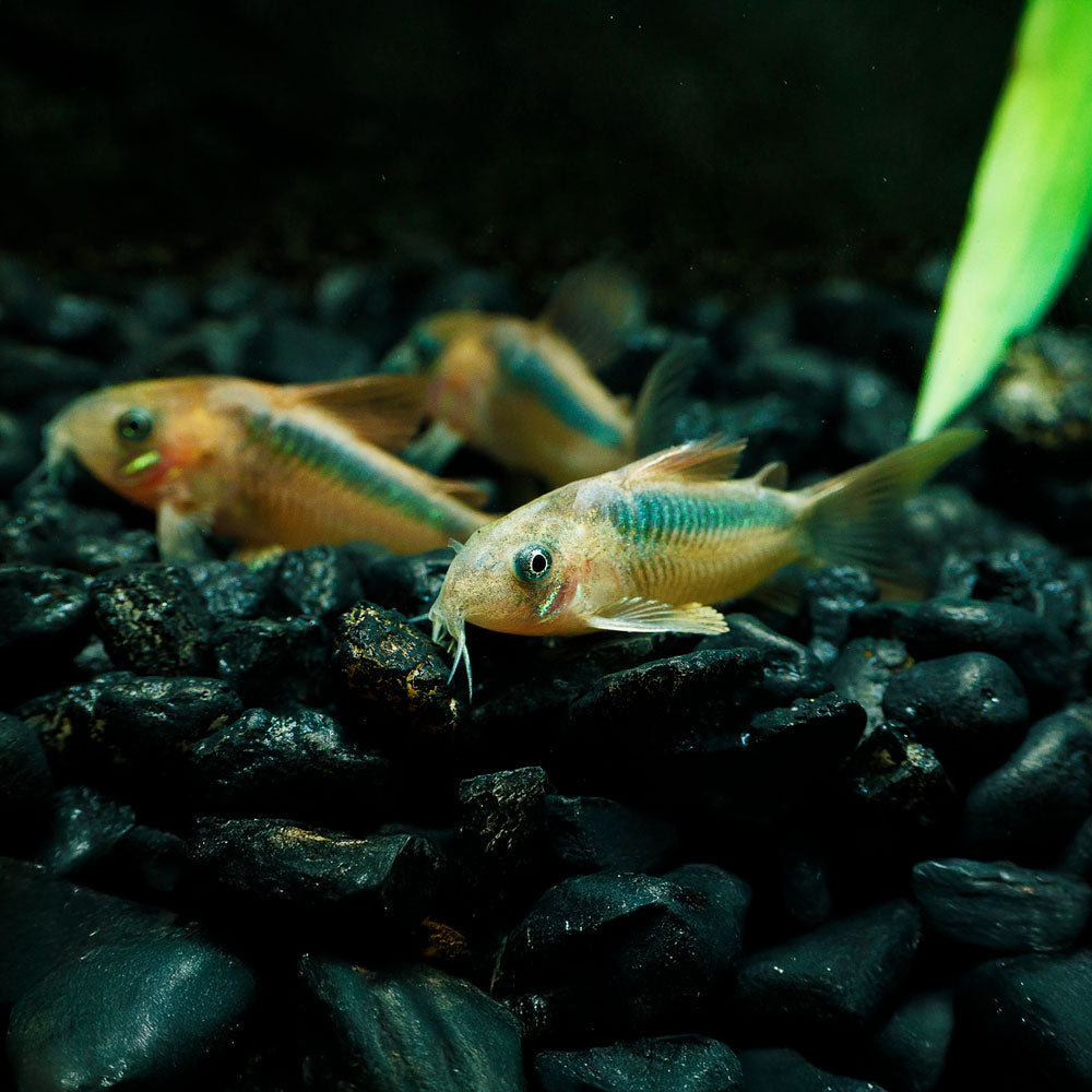 Corydoras Rabauti | Rust Cory Catfish