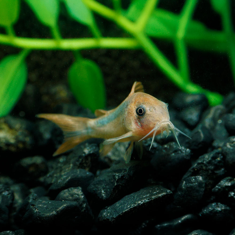 Corydoras Rabauti | Rust Cory Catfish