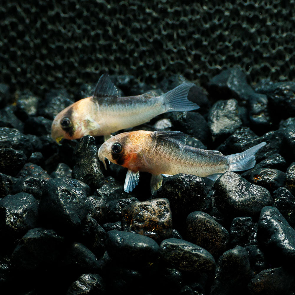 Adolfoi Cory | Corydoras adolfoi